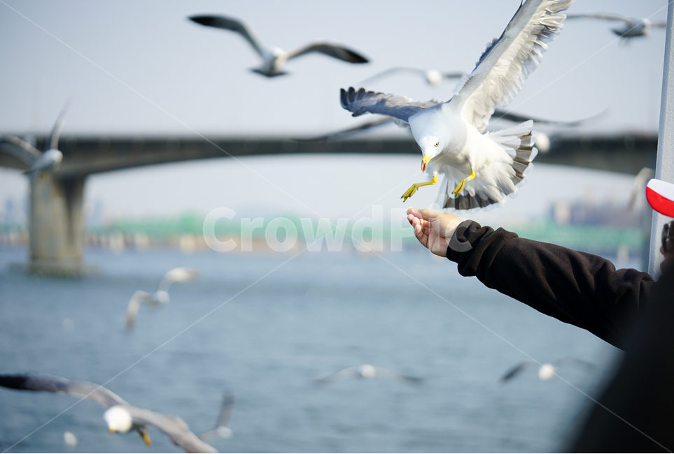 	갈매기,새,순간포착,동물,bird,비행,동물,animal,조류,새,birds