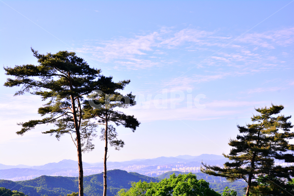 소나무,적송,상록수,칩엽수,토종,강인함,생명력,솔잎,나뭇가지,수피,껍질,등산,풀밭,숲,그린,초록,시즌,계절,하늘,파랑색,한국적,plant,pinetree,green,산,mountain,산에서,멀리,원경,풍경,자연,nature,식물,나무,세그루,수형,멋진,자연,풍경,nature,landscape,한국자연풍경,한국자연경관,korea nature landscape,식물,plants,나무,trees,wood,tree