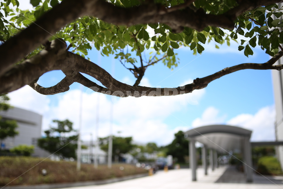 나무,일본,tree,나뭇잎,leaf,식물,자연,plants,nature,나무,trees,wood