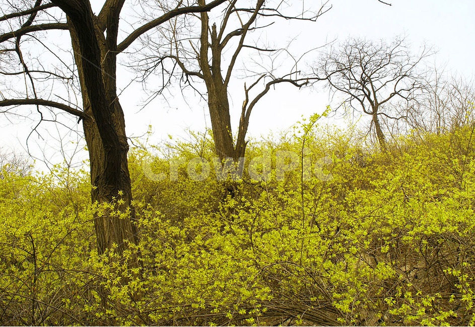 봄꽃,개나리,노랑꽃,봄이미지,꽃,꽃소식,flowers,beautiful,화려한,화사한,정원,가든,앞마당,plants,spring,pretty,예쁜,garden,토종,우리꽃,그린,green,순수,작은,어린,귀여운,봄,계절,spring,season,자연,풍경,nature,landscape,식물,plants,꽃,flower,나무,trees,wood,field,들,grassland,목초지,outdoors,옥외