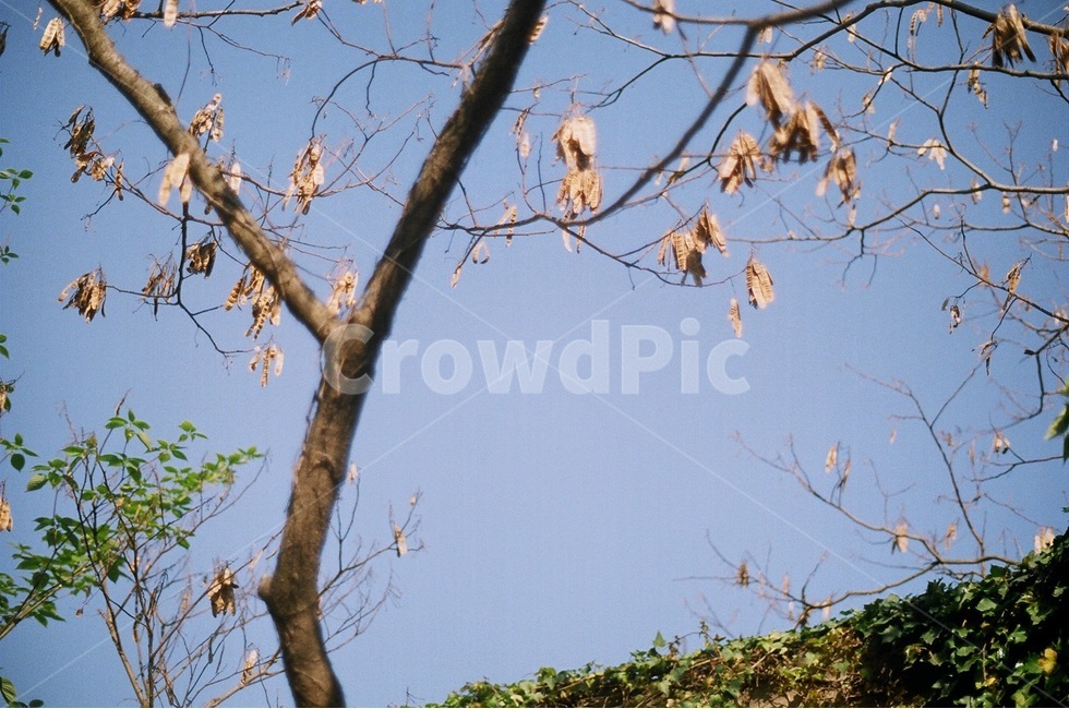 나무,나뭇가지,식물,하늘,자연,풍경,강낭콩,껍질,식물,자연,plants,nature,나무,trees,wood,감성,sensible,feeling