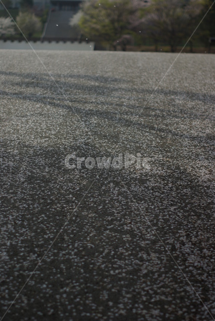 벚꽃,봄,꽃,흰벚꽃,cherryblossoms,떨어진꽃잎,봄,계절,spring,season,asphalt,아스팔트