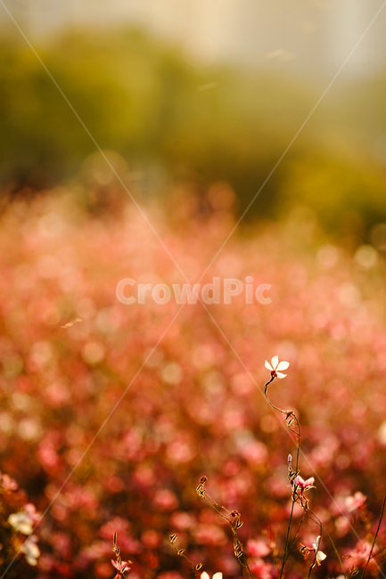 plant,식물,꽃,flower,홍접초,나비바늘꽃,식물,자연,plants,nature,꽃,flower