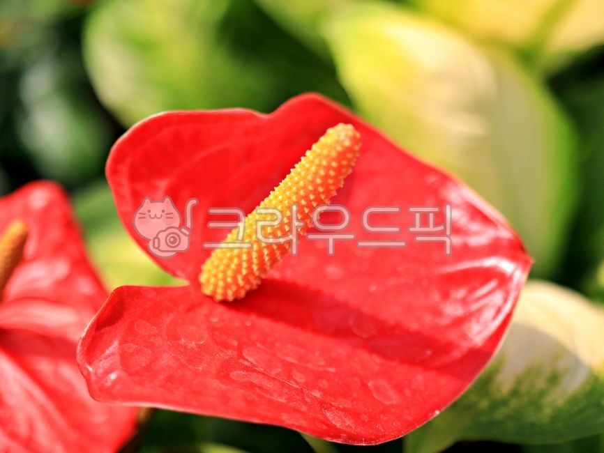 spring flowers,Anthurium,anthurium,plant,flower market,flower