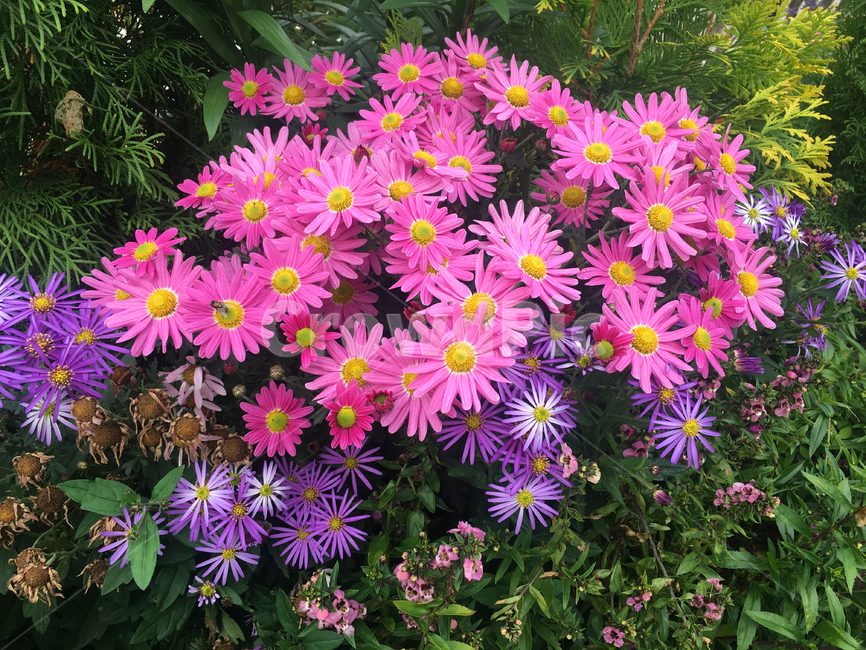 꽃,식물,보라색,국화,plant,blossom,purple,국화과