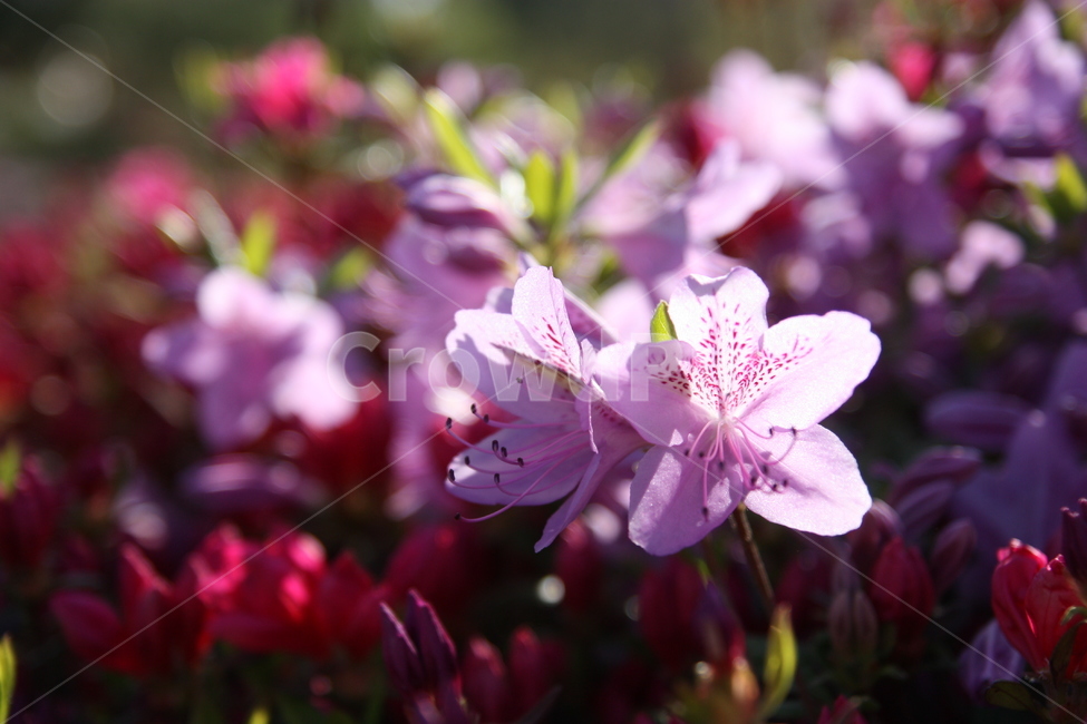철쭉,봄꽃,봄나들이,중앙공원,꽃,flower,blossom,plant,식물