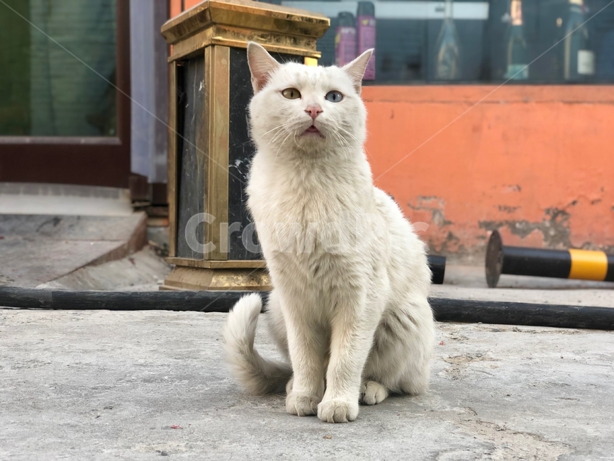오드아이,고양이,길고양이,흰색고양이,동물,cat,anima,straycat,oddeye,동물,animal,포유류,mammal,고양이,cat,kitten,kitty