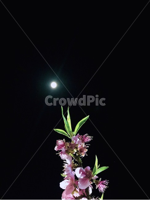 달,꽃,야경,flower,moon