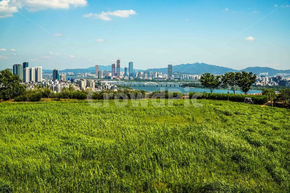 목초지,옥외,자연,들,field,nature,farm,농장,농촌,한지방,하늘공원,억새,경치