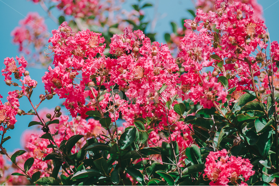 배롱나무,여름,꽃,분홍,야외,필름,식물,자연,plants,nature,꽃,flower,색깔,색상,색채,색감,color sense,color sensitivity,feeling of color