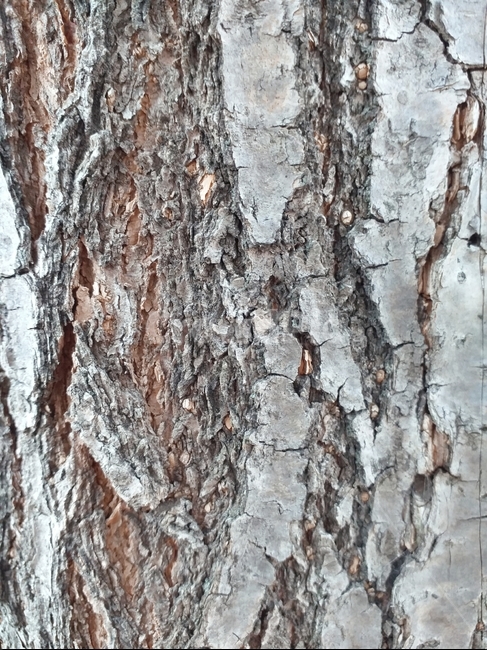 나무,봄,가뭄,지진,화산,나무,trees,wood