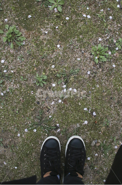 nature,자연,footwear,신발류,shoe,구두,ground,바닥,꽃잎
