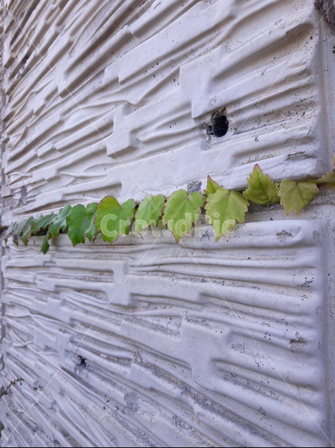 담쟁이덩쿨,담쟁이,leaf,잎,ivy,bostonivy,vine,덩쿨,벽,담,wall,plant,식물,식물,자연,plants,nature