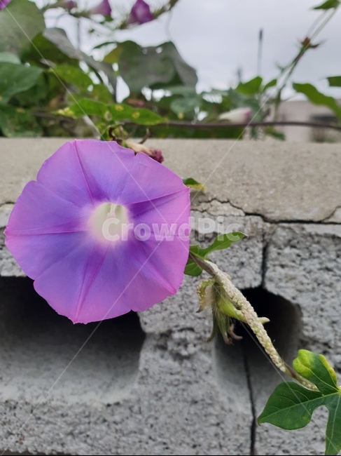자연,시골,꽃,정겨움,힐링