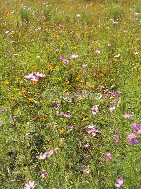 목초지,들,plant,식물,grassland,outdoors,옥외,field,자연,nature,countryside,한지방,farm,농장,rural,농촌,meadow,코스모스,가을,가을꽃,가을들판,9월,10월,분홍코스모스,핑크,분홍,식물,자연,plants,nature,꽃,flower