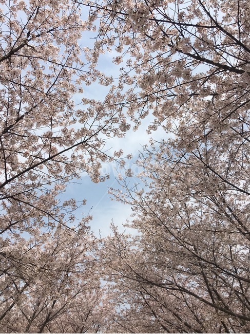 봄,벚꽃,꽃,4월,하늘,벚꽃놀이,벚꽃구경,봄,계절,spring,season,plant,식물,blossom,cherry blossom,flower
