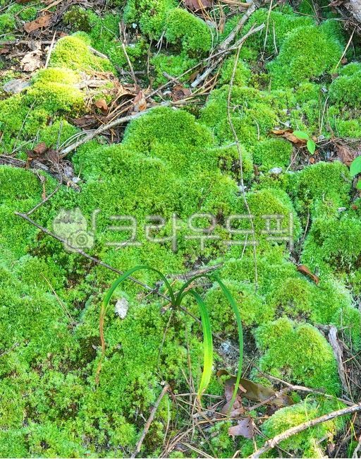 moss, 이끼, 식물, 야외, outdoor, 사진,이미지,일러스트,캘리그라피 - 지니날다작가