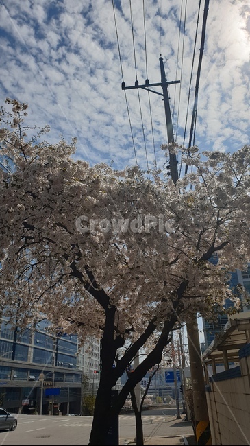 벚꽃,꽃,봄,식물,자연,cherryblossom,flower,spring,plants,nature,pink,tree