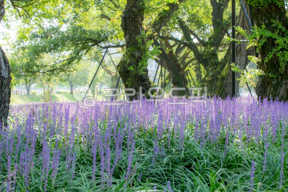 성주군,성밖숲공원,버드나무,왕버들,맥문동,천연기념물,꽃,flower,나무,tree