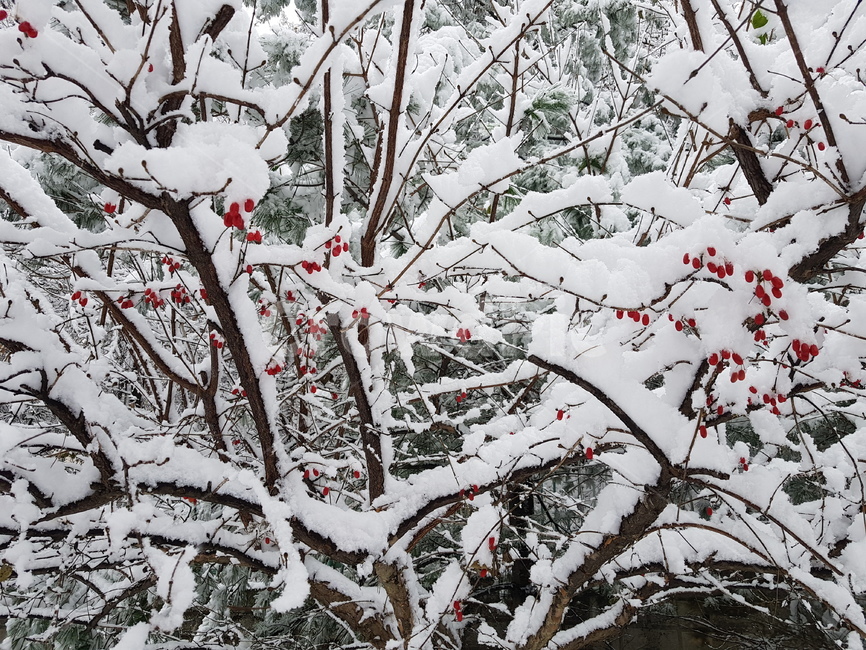 겨울,눈,산수유,폭설,산수유열매,겨울,계절,winter,season,과일,열매,fruit