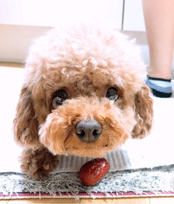 애완견,반려동물,푸들,반려견,애완동물,동물,animal,포유류,mammal,개,강아지,dog,doggy