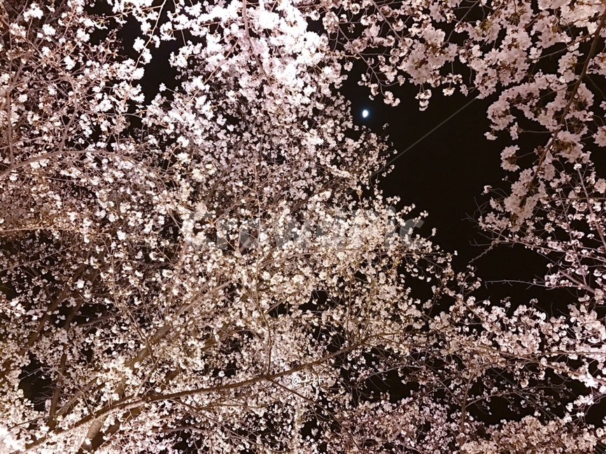 봄,벚꽃,일본,교토,자연,힐링,분홍,사랑,아름다움,봄,계절,spring,season,자연,풍경,nature,landscape,야경,밤,nightscape,night,flower,꽃,cherry blossom,blossom,plant,식물