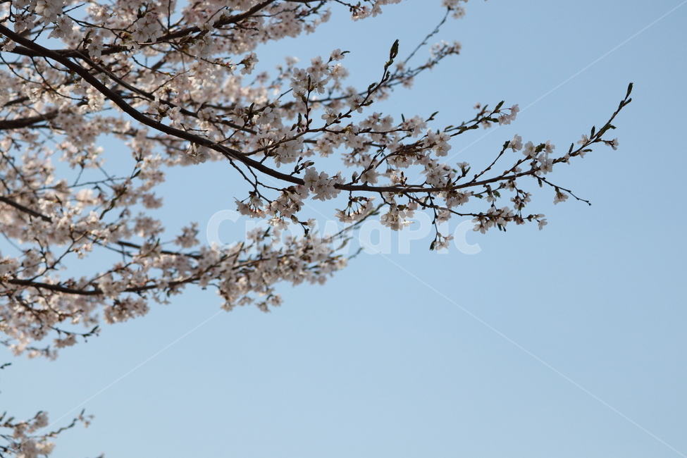 봄,벗꽃,자연,나무,분홍꽃,분홍,핑크,벛꽃,벚꽃,사쿠라,봄,계절,spring,season,식물,자연,plants,nature,꽃,flower,plant