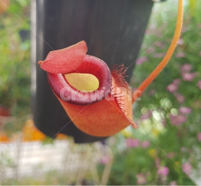 꽃,봄,네펜데스,벌레먹는식물,식충식물
