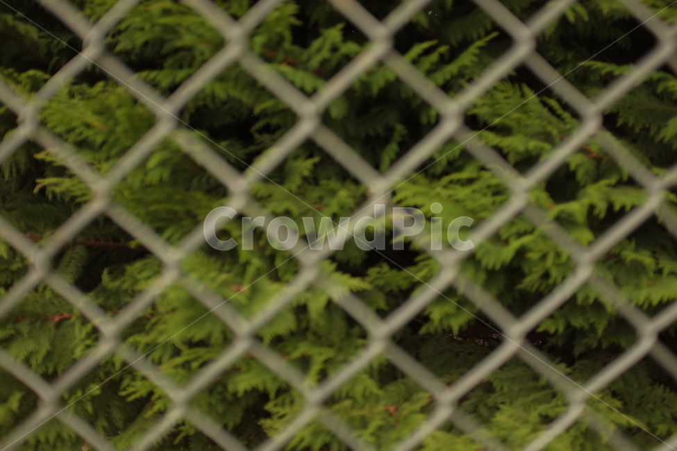 metal,pattern,texture,fence,steel,iron,grid,net,green,abstract,wire,mesh,wall,chain,white,surface,closeup,material,old,detail,design,barrier,textured,gray,link,철장,나무,초록색