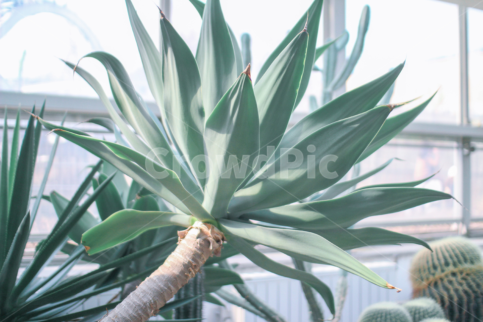 식물,식물원,선인장,plant,botanic,garden,식물,자연,plants,nature,감성,sensible,feeling,휴식,힐링,rest,relaxation,healing