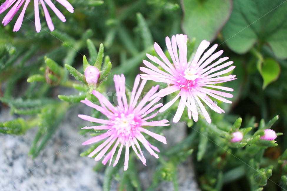우중출사,장마,소강상태,여름,여름꽃,비방울,식물,자연,plants,nature,꽃,flower