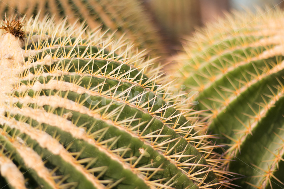 선인장,풍경,식물,cactus,가시,식물,자연,plants,nature