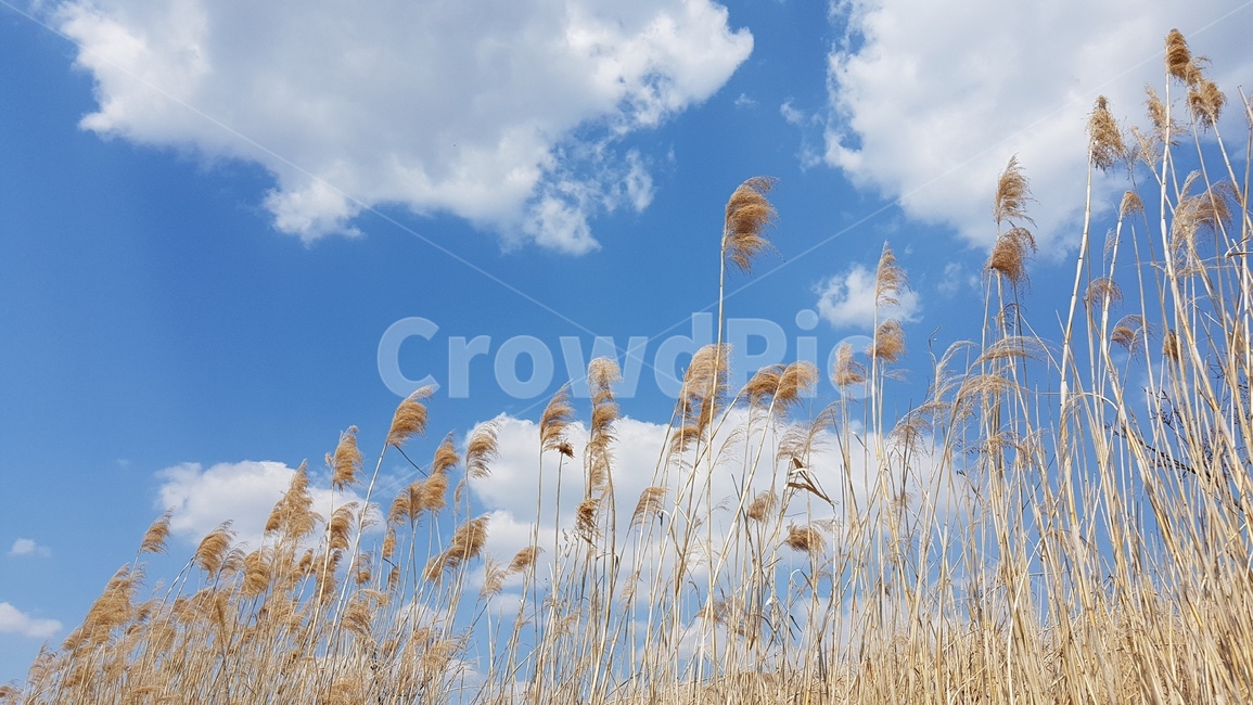 푸른하늘,갈대,구름,bluesky,reed,clouds,가을,계절,fall,autumn,season