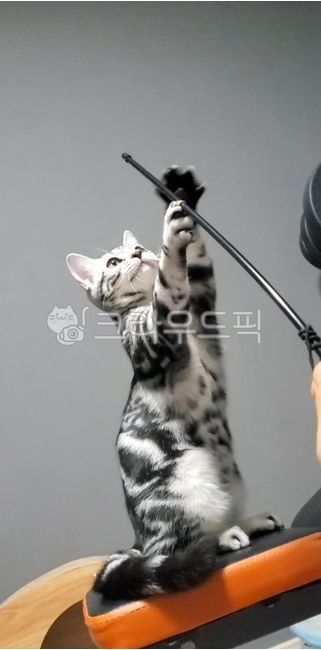 고양이,낚시,표정,무늬,멋있는냥이