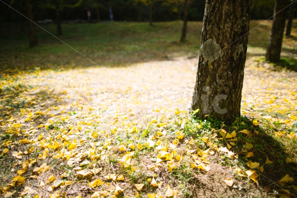 은행나무,노란색,가을,단품,감성,가을,계절,fall,autumn,season,식물,자연,plants,nature,나무,trees,wood,휴식,힐링,rest,relaxation,healing,tree,tree trunk,나무 줄기,plant