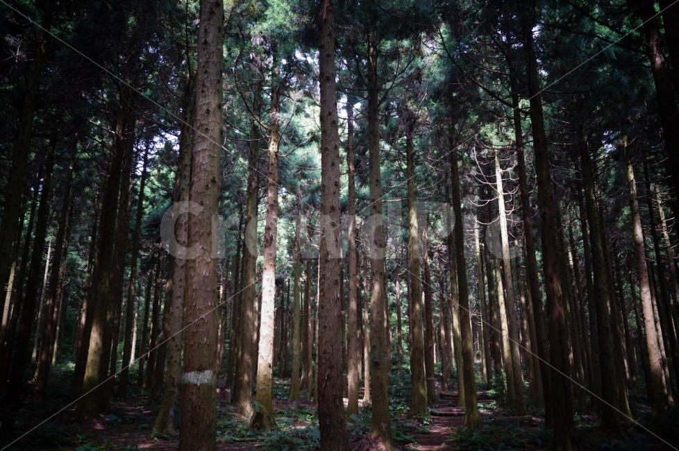 제주도,사려니숲,삼나무,빛,나무,자연,풍경,자연,풍경,nature,landscape,휴식,힐링,rest,relaxation,healing,plant,식물,tree,redwood,세쿼이아