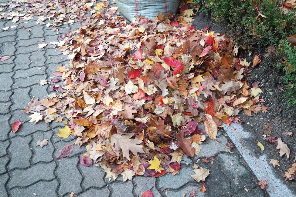 나뭇잎,잎사귀,단풍,가을,그림자,빨강,길,로드,plant,식물,leaf,잎,나무,tree,leaves,foliage,autumn,shadow,red,road,rod,가을,계절,fall,autumn,season