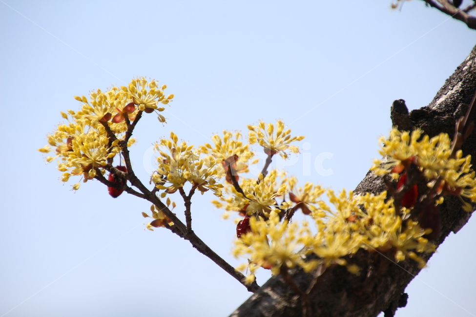산수유,꽃,식물,층층나무,구례산수유,축제,노랑색,봄,계절,spring,season,식물,자연,plants,nature,꽃,flower,plant