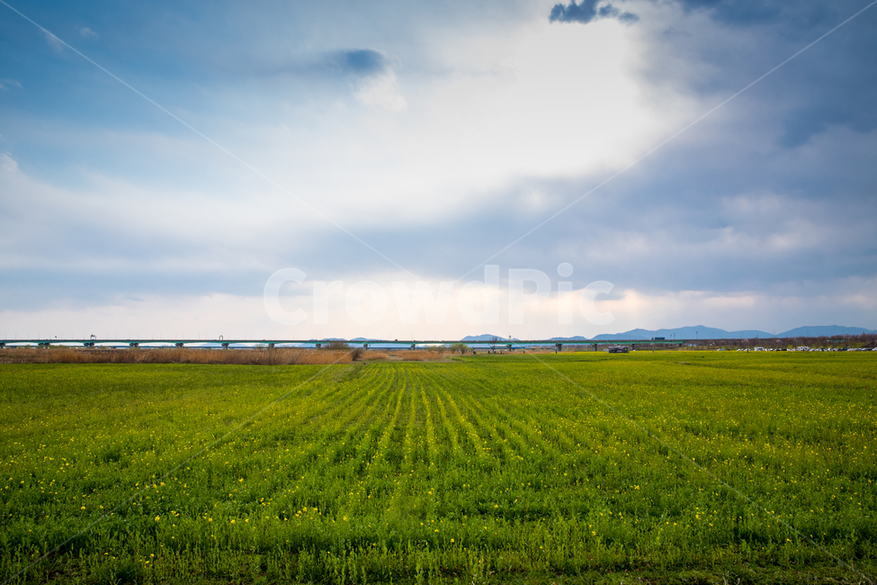 봄,식물,야외,3월,배경,녹색,실외,자연,풍경,nature,landscape,grassland,목초지,outdoors,옥외,field,들,farm,농장,rural,농촌,meadow