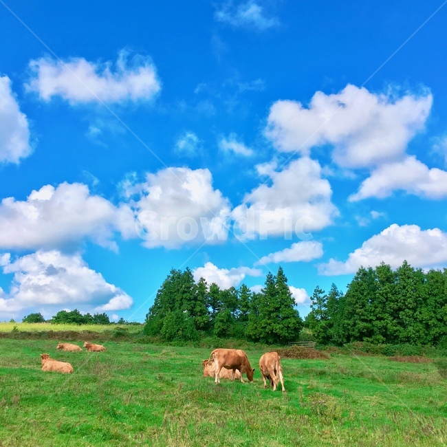 초원,grass,풍경,landscape,하늘,sky,구름,cloud,나무,tree,소,가축,자연,nature,들판,자연,풍경,nature,landscape,동물,animal,포유류,mammal,산업,industry,industrial,목축업,목장,livestock farming,ranching,pasture,cattle,cow,field,들,grassland,목초지,outdoors,옥외,farm,농장,rural,농촌