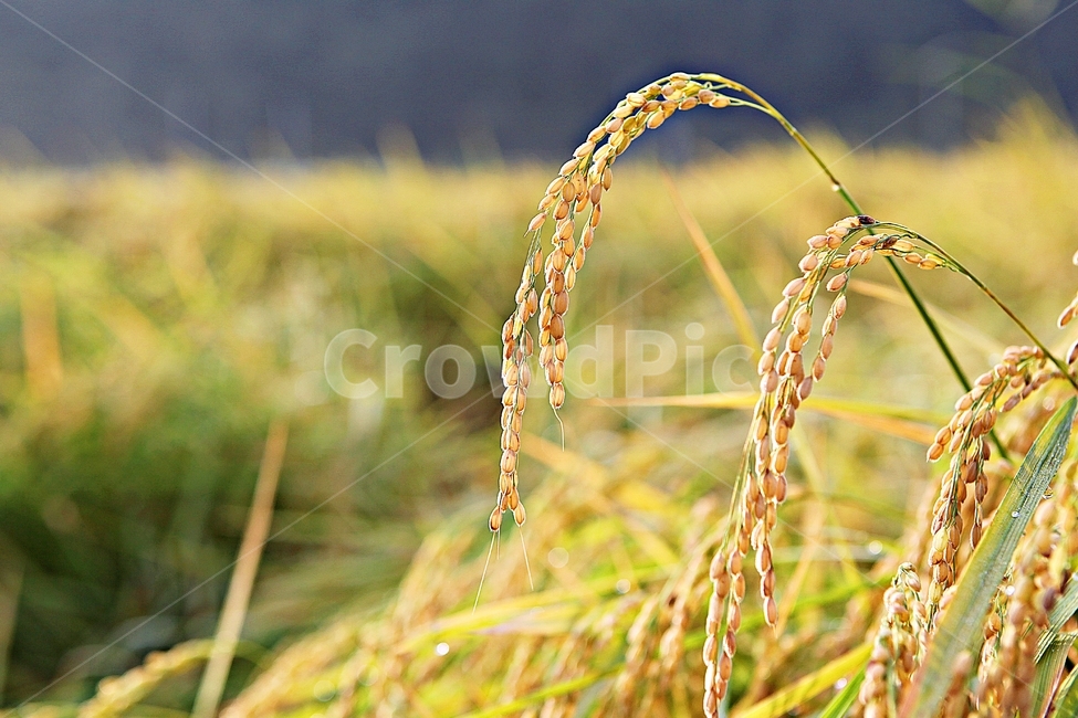 벼,이삭,벼이삭,쌀,곡식,식물,곡류,먹거리,가을,추수,산업,industry,industrial,농업,농사,agriculture,farming,farming industry