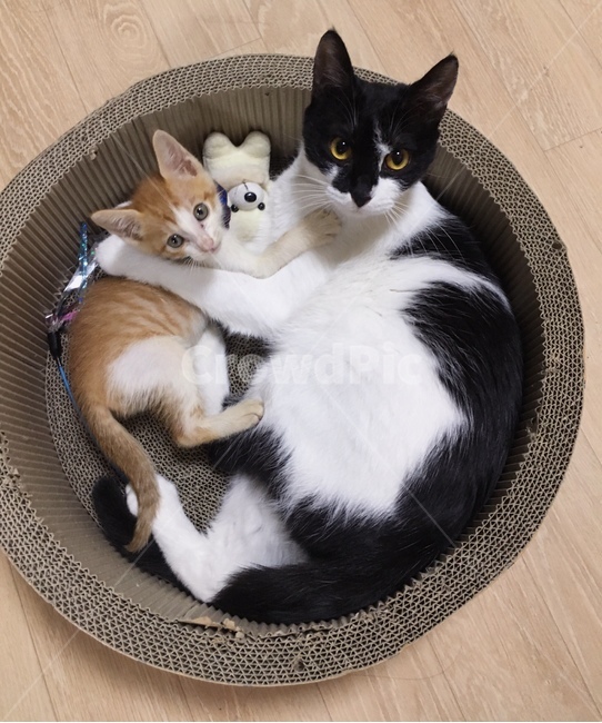 고양이,야옹이,고양이들,코리안숏헤어,코숏