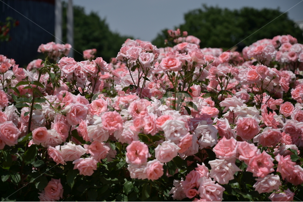 장미,rose,꽃,flower,식물,장미광장
