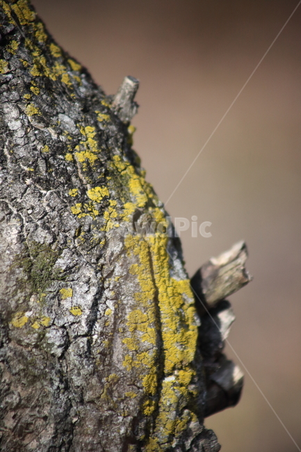 tree,나무,plant,식물,이끼,나무이끼,treemoss,climacium