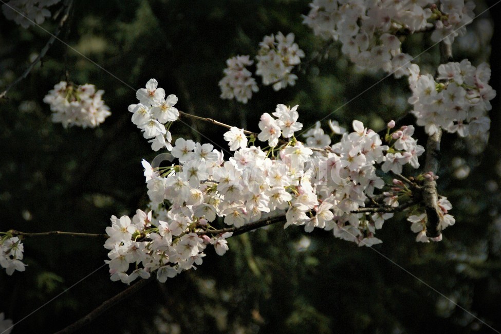 plant,식물,꽃,flower,벚꽃,blossom,자연