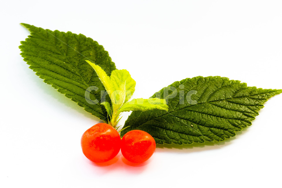 앵두,과일,여름,신선함,문양,패턴,음식,식재료,요리,food,cook,meal,dishes,food reserves,과일,열매,fruit,누끼,remove background