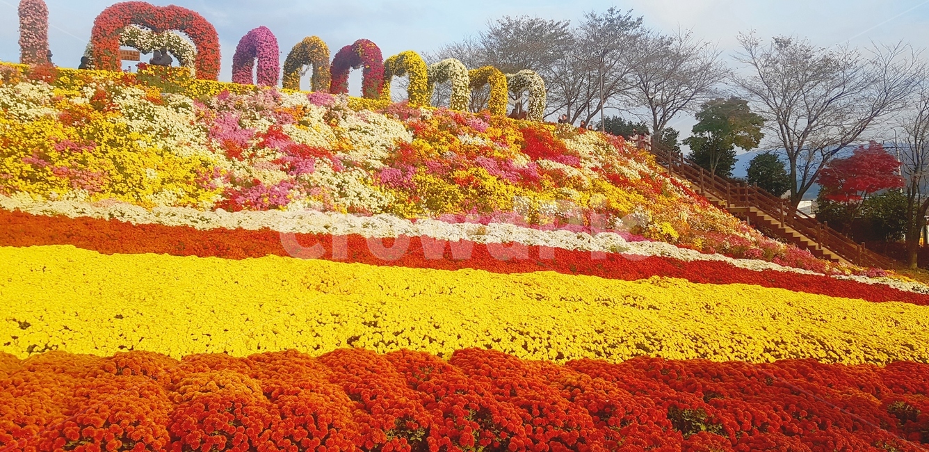 outdoors,옥외,가을,꽃,꽃밭,배경,plant,식물,자연,nature,flower,식물,자연,plants,nature