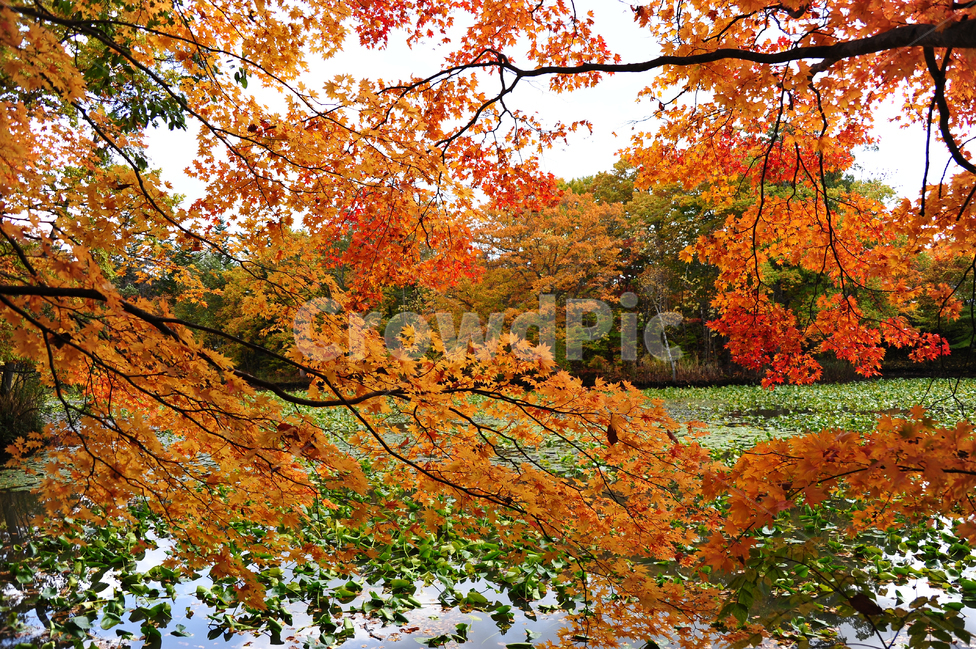 일본,홋카이도,오누마공원,단풍,가을,주황,초록,호수,공원,가을,계절,fall,autumn,season,자연,풍경,nature,landscape,plant,식물,leaf,잎,tree,나무,maple