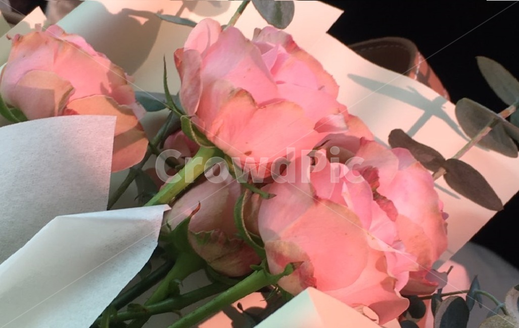 꽃다발,장미꽃,자나장미,커플,분홍장미,연인,flower,햇빛,사랑해,사랑