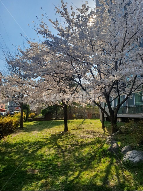 벚꽃,벚꽃나무,봄,풍경,나무,봄배경,자연,cherryblssoms,spring,tree,nature